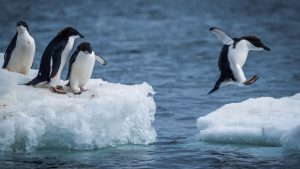penguin antartika